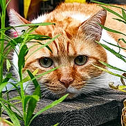 Winnie a rejoint le concours — aidez-le/la à gagner de superbes lots ! cat, orange_cat, white_cat, lying_down, wooden_surface, green_plants, close_up, outdoor, whiskers, ears, eyes, nature, curious, pet, animal, feline, face, focus, fur, relaxed