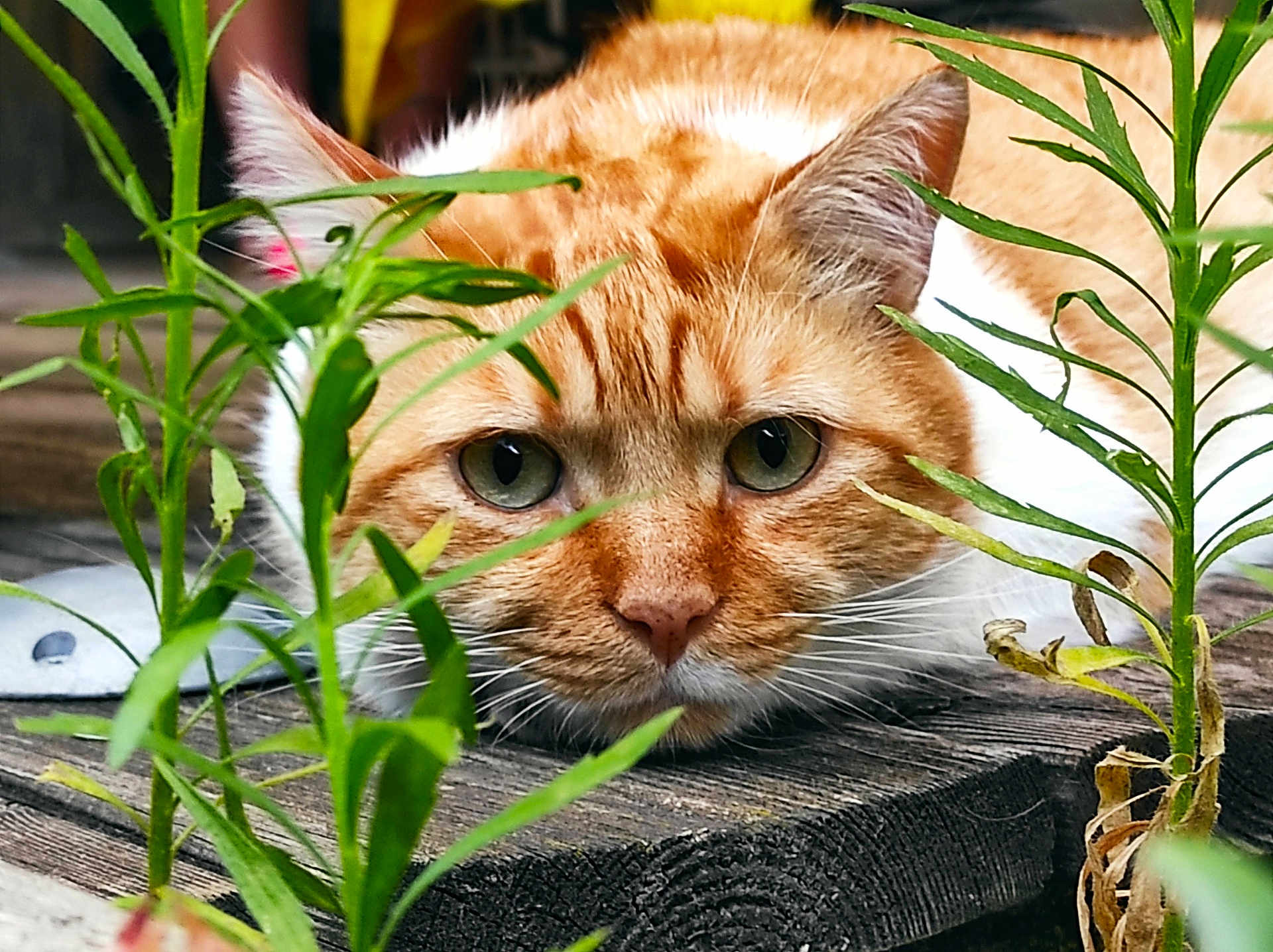 Winnie a rejoint le concours — aidez-le/la à gagner de superbes lots ! cat, orange_cat, white_cat, lying_down, wooden_surface, green_plants, close_up, outdoor, whiskers, ears, eyes, nature, curious, pet, animal, feline, face, focus, fur, relaxed