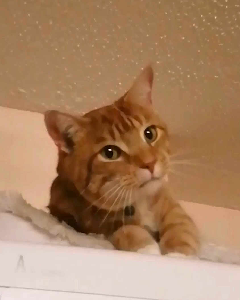 Butter is registered to the contest to win money with this photo: cat, orange_tabby, pet, indoor, feline, whiskers, ears, fur, curious, looking_up, soft_surface, cozy, relaxed, portrait, animal, cute, domestic_cat, closeup, warm_lighting, sparkles