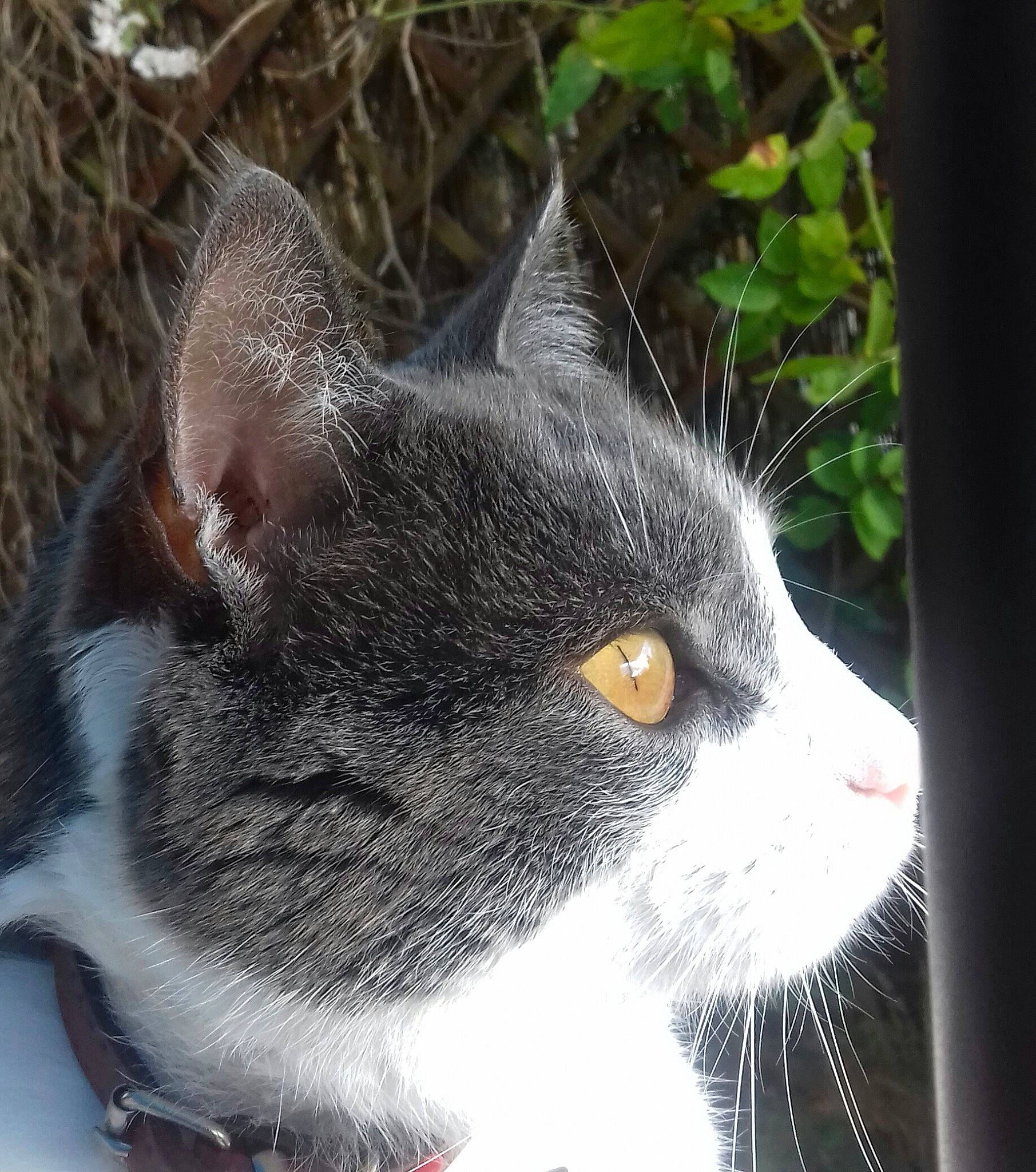 Bibiche a rejoint le concours — aidez-le/la à gagner de superbes lots ! black_cat, carnivore, cat, domestic_short_haired_cat, felidae, fur, grass, plant, small_to_medium_sized_cats, snout, tail, terrestrial_animal, tree, whiskers