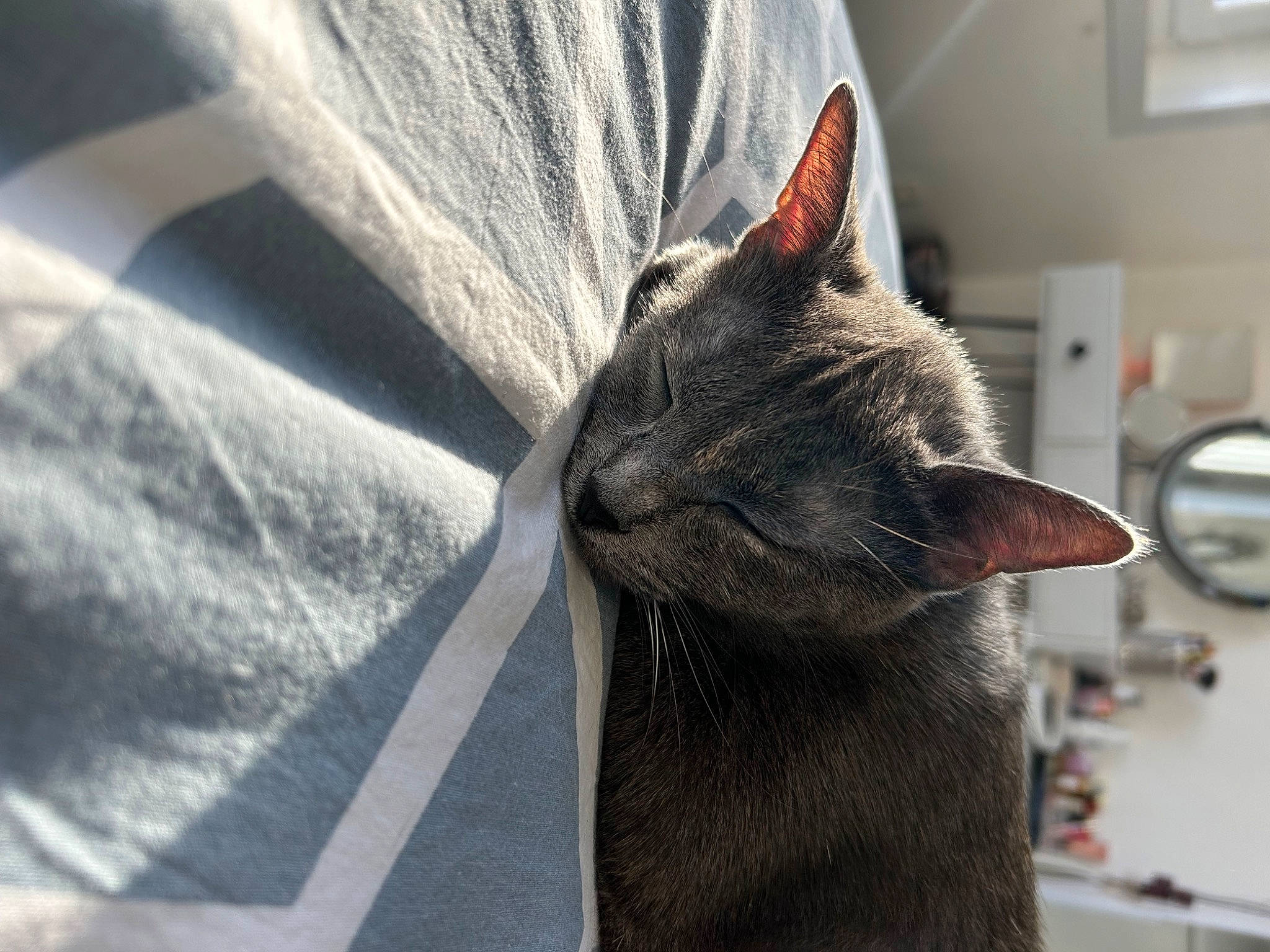 Apryl a rejoint le concours — aidez-le/la à gagner de superbes lots ! carnivore, cat, comfort, domestic_short_haired_cat, ear, felidae, fur, grey, small_to_medium_sized_cats, snout, whiskers, window