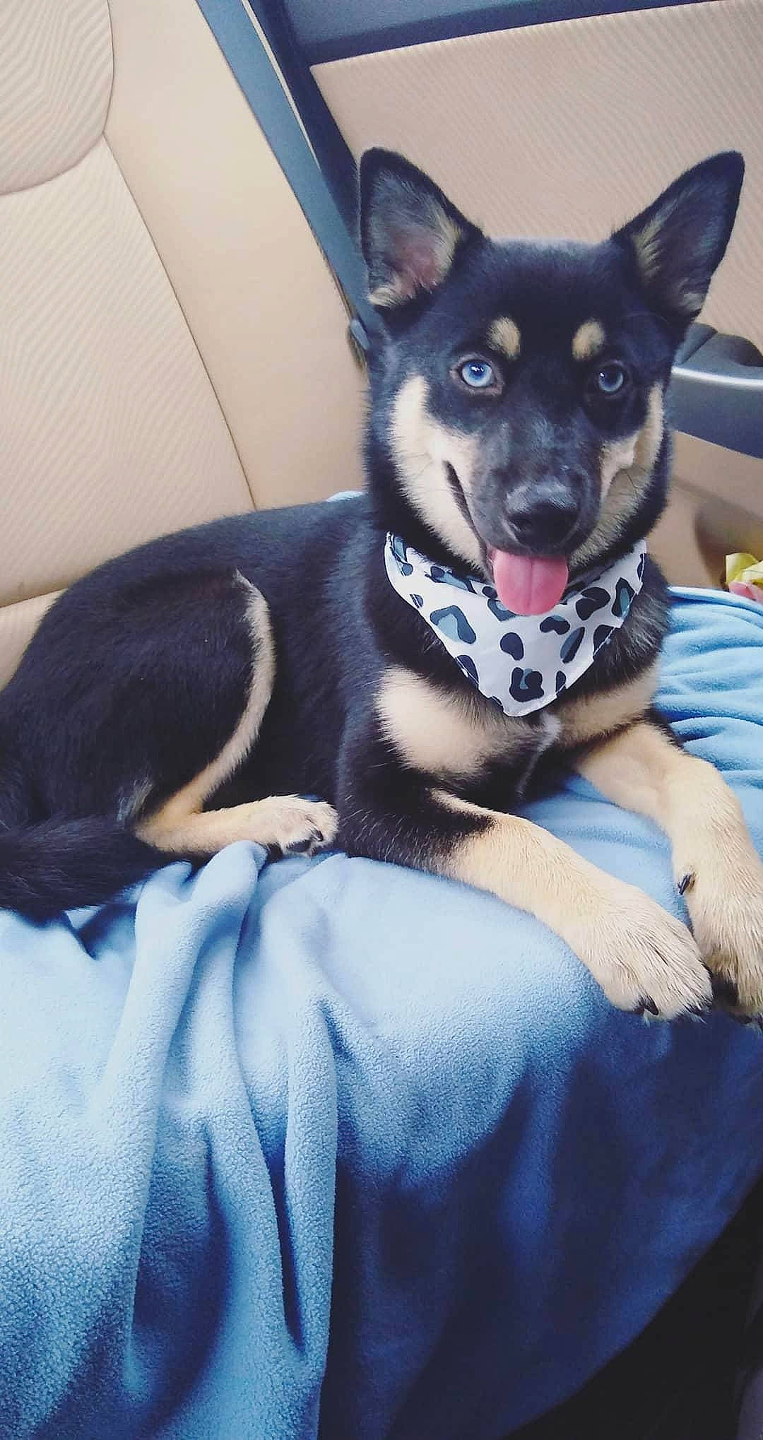 Zora joined the competition — help win amazing prizes! blue, canidae, carnivore, comfort, companion_dog, dog, dog_breed, dog_supply, ear, electric_blue, fawn, fur, grey, jaw, sitting, snout, sporting_group, terrestrial_animal, whiskers, working_animal