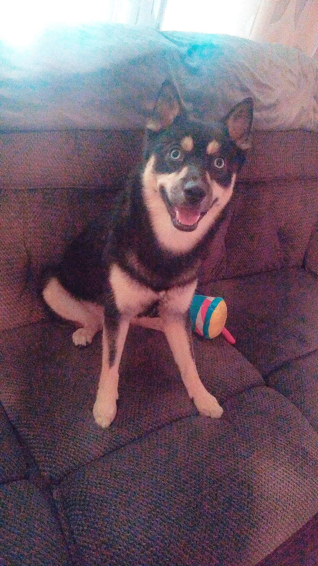 Zora is registered to the contest to win money with this photo: art, canidae, carnivore, companion_dog, dog, dog_breed, dog_supply, fawn, foot, fur, painting, paw, snout, terrestrial_animal, working_animal, working_dog