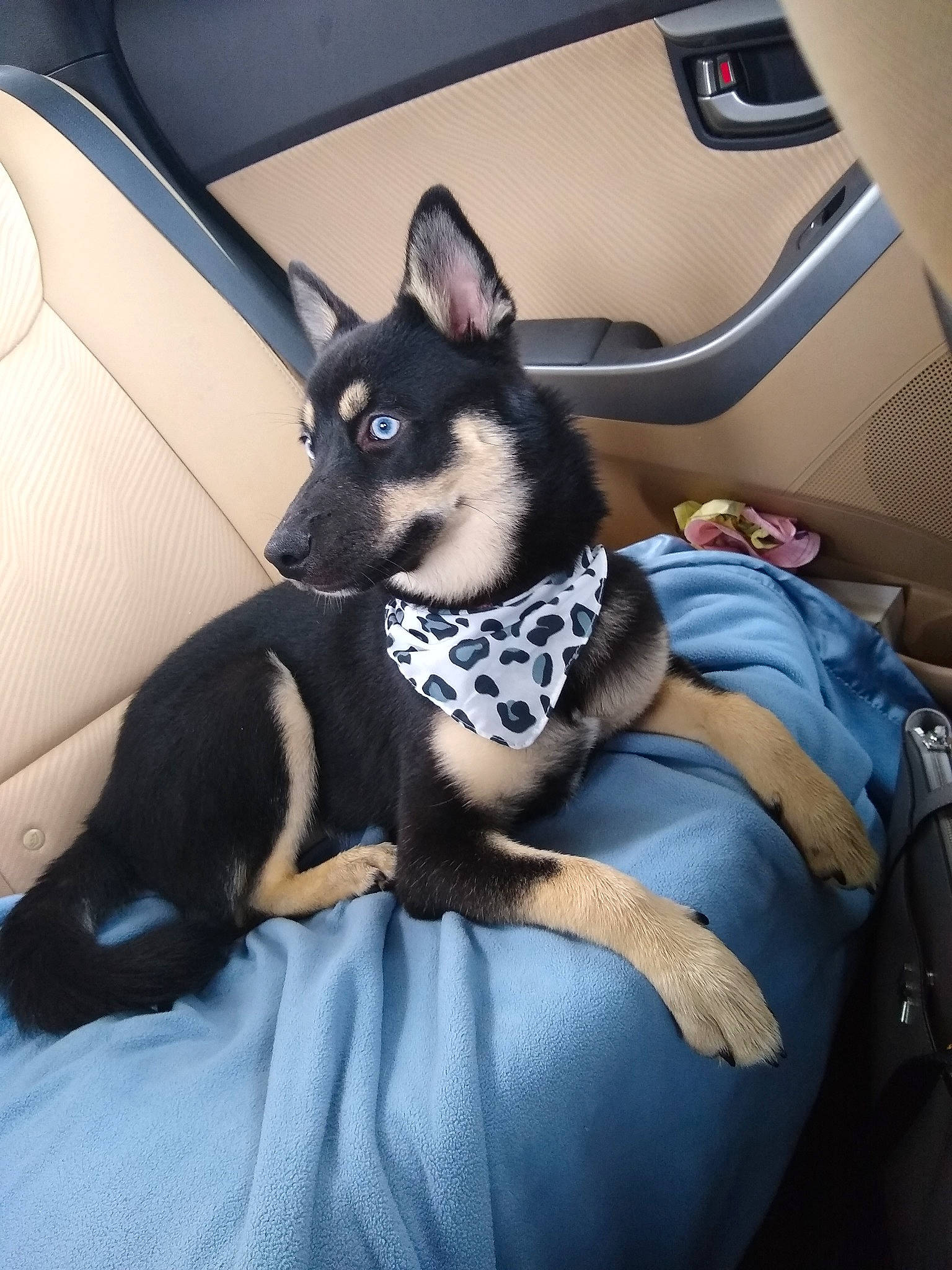 Zora is registered to the contest to win money with this photo: auto_part, automotive_design, carnivore, comfort, companion_dog, dog, dog_breed, dog_supply, dress, fawn, felidae, fur, human_leg, personal_luxury_car, small_to_medium_sized_cats, snout, tail, tints_and_shades, toy_dog, whiskers