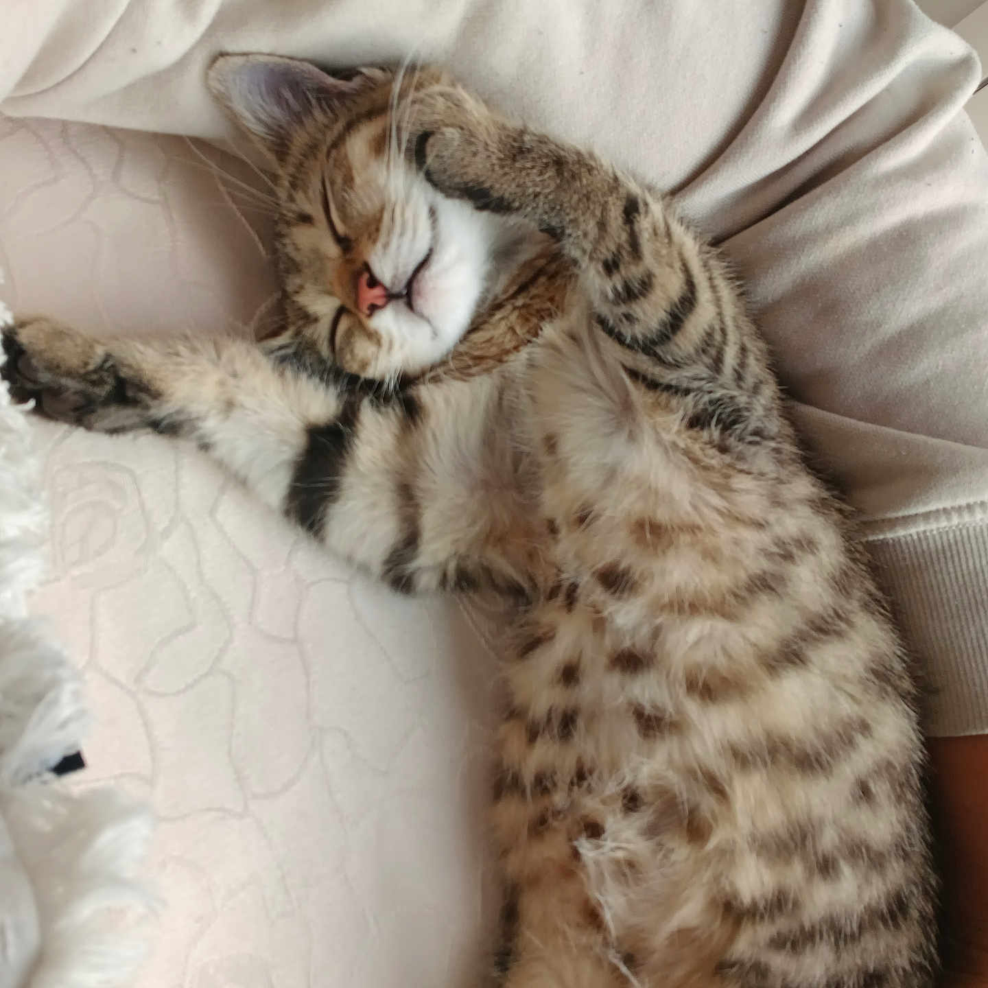 Ichika participe au concours pour gagner de l'argent avec cette photo : animal, cat, closeup, cozy, cushion, cute, domestic, fabric, fur, indoor, kitten, nose, paw, pet, relaxing, resting, sleeping, soft, tabby, whiskers