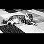 cat, animal, pet, feline, carpet, striped, indoor, fluffy, lying_down, resting, black_and_white, relaxed, fur, whiskers, ears, tail, striped_carpet, home, domestic, cute