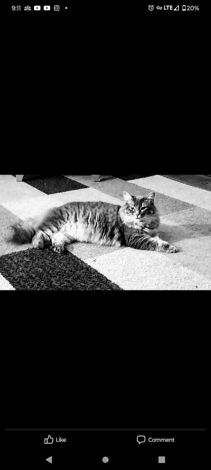 Misty is registered to the contest to win money with this photo: cat, animal, pet, feline, carpet, striped, indoor, fluffy, lying_down, resting, black_and_white, relaxed, fur, whiskers, ears, tail, striped_carpet, home, domestic, cute
