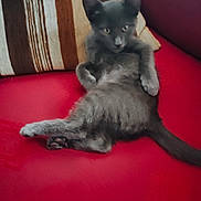 Roger a rejoint le concours — aidez-le/la à gagner de superbes lots ! kitten, gray_cat, pet, feline, cute, couch, red_furniture, striped_pillow, indoor, relaxed, animal, whiskers, ears, fur, tail, paw, sitting, looking, cozy, domestic