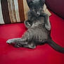 kitten, gray_cat, pet, feline, cute, couch, red_furniture, striped_pillow, indoor, relaxed, animal, whiskers, ears, fur, tail, paw, sitting, looking, cozy, domestic