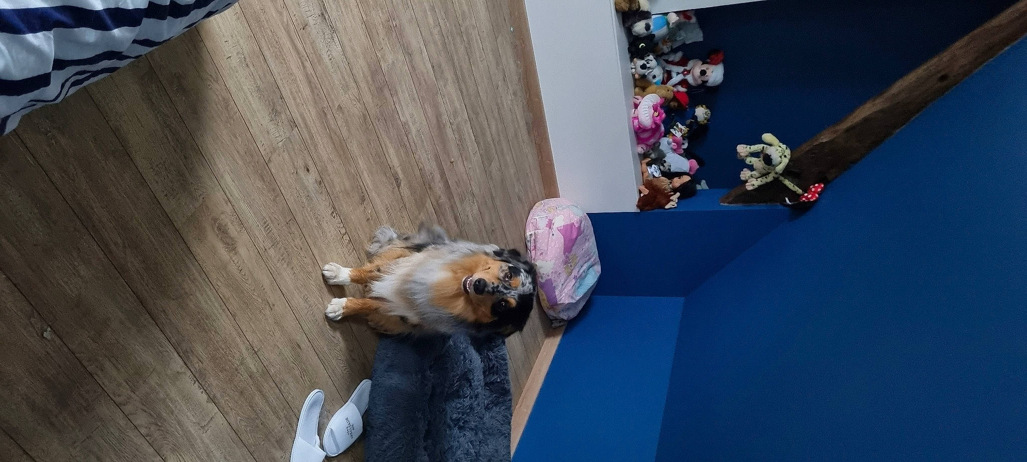 Thor participe au concours pour gagner de l'argent avec cette photo : carnivore, companion_dog, dog, dog_breed, fawn, felidae, flooring, fur, hardwood, non_sporting_group, purple, room, small_to_medium_sized_cats, tail, toy_dog, whiskers, wood, wood_stain