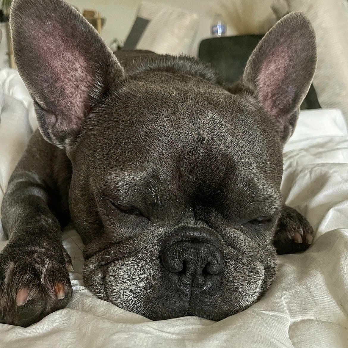 Raven participe au concours pour gagner de l'argent avec cette photo : animal, blanket, close_up, comfort, cozy, cute, dog, domestic, ears, face, french_bulldog, fur, indoor, mammal, paw, pet, resting, sleeping, snout, wrinkles