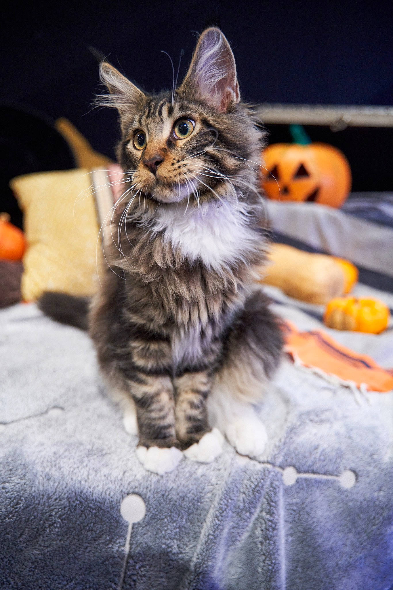 Ulk a rejoint le concours — aidez-le/la à gagner de superbes lots ! carnivore, cat, claw, comfort, domestic_short_haired_cat, felidae, fur, maine_coon, paw, sitting, small_to_medium_sized_cats, snout, terrestrial_animal, whiskers, wildlife