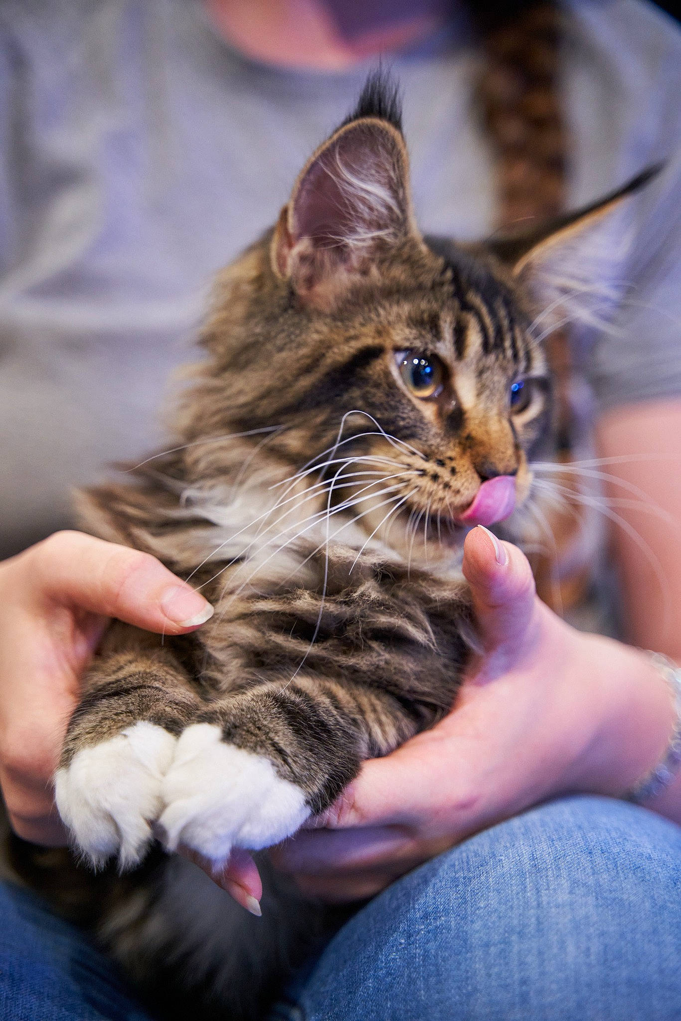 Ulk a rejoint le concours — aidez-le/la à gagner de superbes lots ! carnivore, cat, claw, comfort, domestic_short_haired_cat, felidae, fur, gesture, paw, sitting, small_to_medium_sized_cats, terrestrial_animal, whiskers