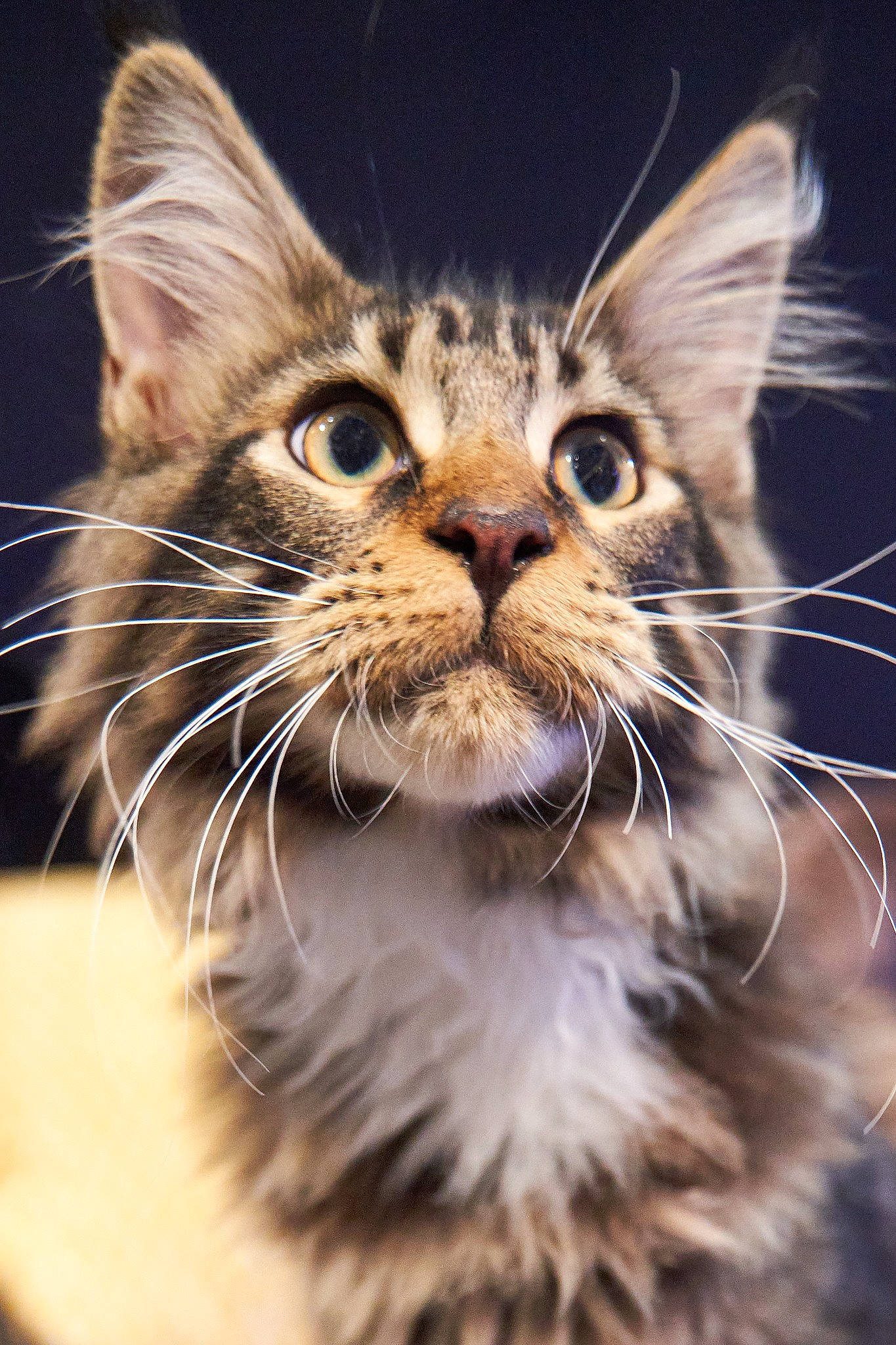 Ulk a rejoint le concours — aidez-le/la à gagner de superbes lots ! carnivore, cat, claw, close_up, domestic_short_haired_cat, felidae, fur, hair, laperm, maine_coon, small_to_medium_sized_cats, snout, terrestrial_animal, whiskers, wildlife