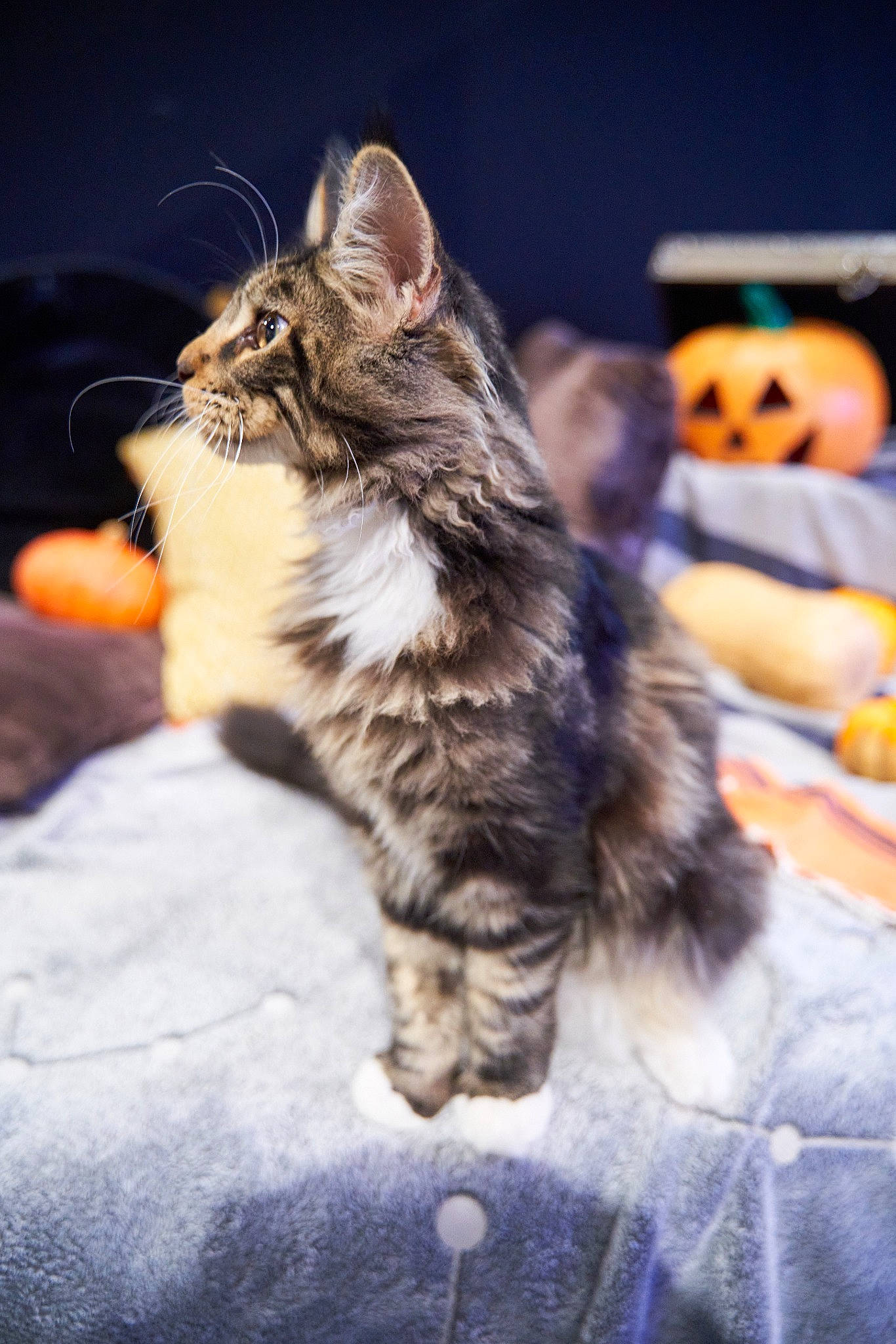 Ulk participe au concours pour gagner de l'argent avec cette photo : carnivore, cat, claw, domestic_short_haired_cat, felidae, fur, maine_coon, norwegian_forest_cat, paw, plant, sitting, small_to_medium_sized_cats, snout, tail, terrestrial_animal, whiskers