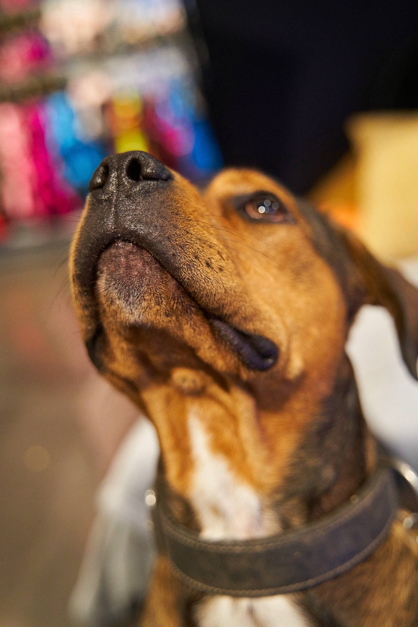 Thanos a rejoint le concours — aidez-le/la à gagner de superbes lots ! canidae, carnivore, collar, companion_dog, dog, dog_breed, dog_collar, dog_supply, fawn, fur, hound, hunting_dog, leash, pet_supply, scent_hound, snout, sporting_group, whiskers, working_animal, working_dog