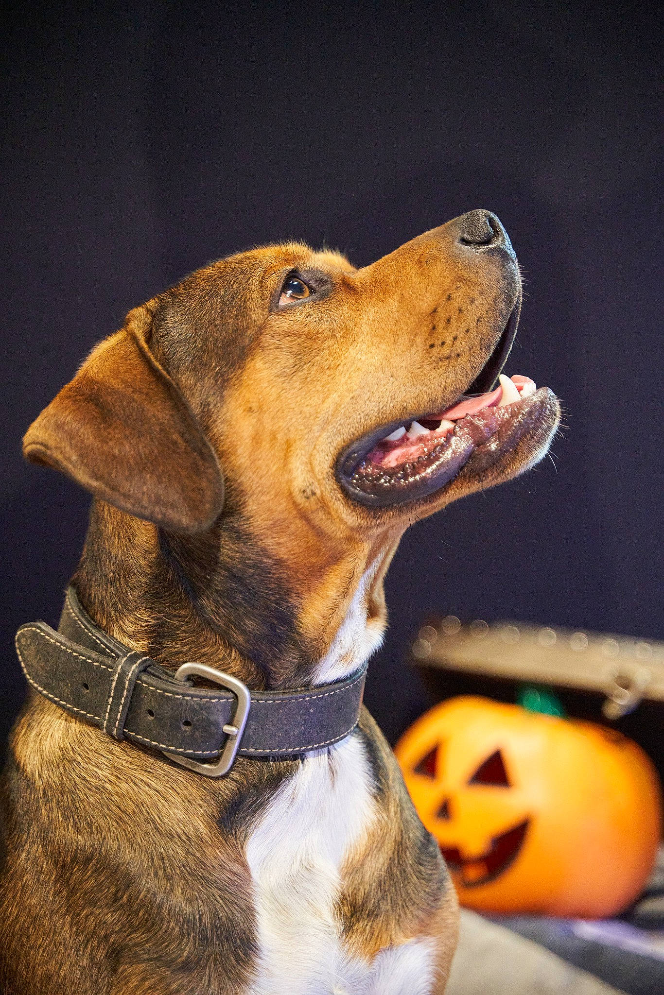Thanos participe au concours pour gagner de l'argent avec cette photo : ball, calabaza, canidae, carnivore, collar, companion_dog, dog, dog_breed, dog_collar, dog_supply, fawn, fur, gourd, leash, pet_supply, pumpkin, snout, sporting_group, whiskers, working_animal