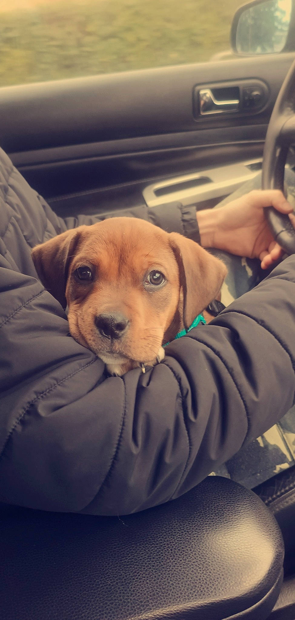 Thanos participe au concours pour gagner de l'argent avec cette photo : auto_part, automotive_exterior, car, car_seat, carnivore, comfort, companion_dog, dog, dog_breed, family_car, fawn, motor_vehicle, personal_luxury_car, selfie, snout, steering_wheel, vehicle_door, whiskers, windshield, working_animal