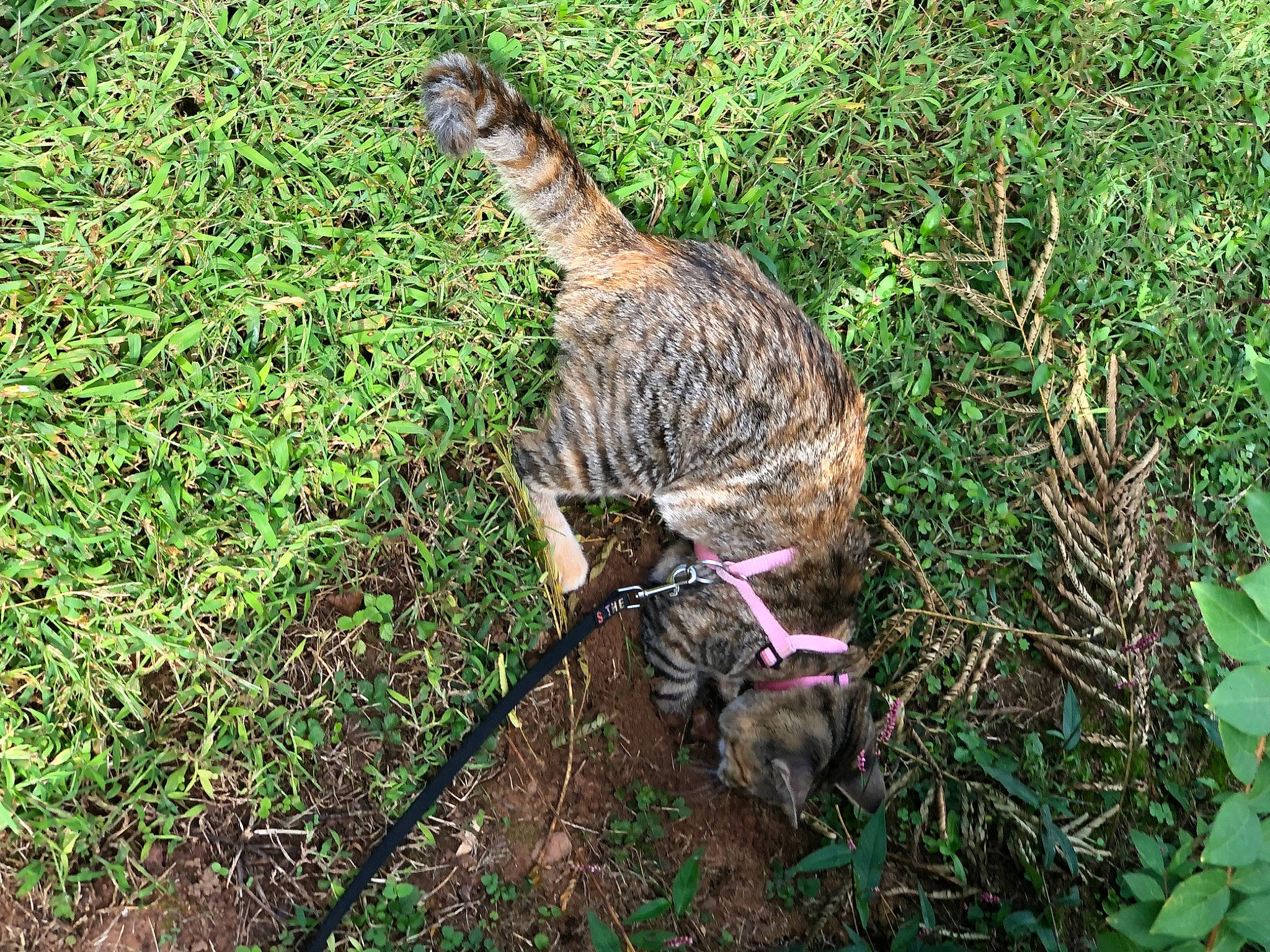Harriet is registered to the contest to win money with this photo: canidae, carnivore, grass, plant, tail, wildlife