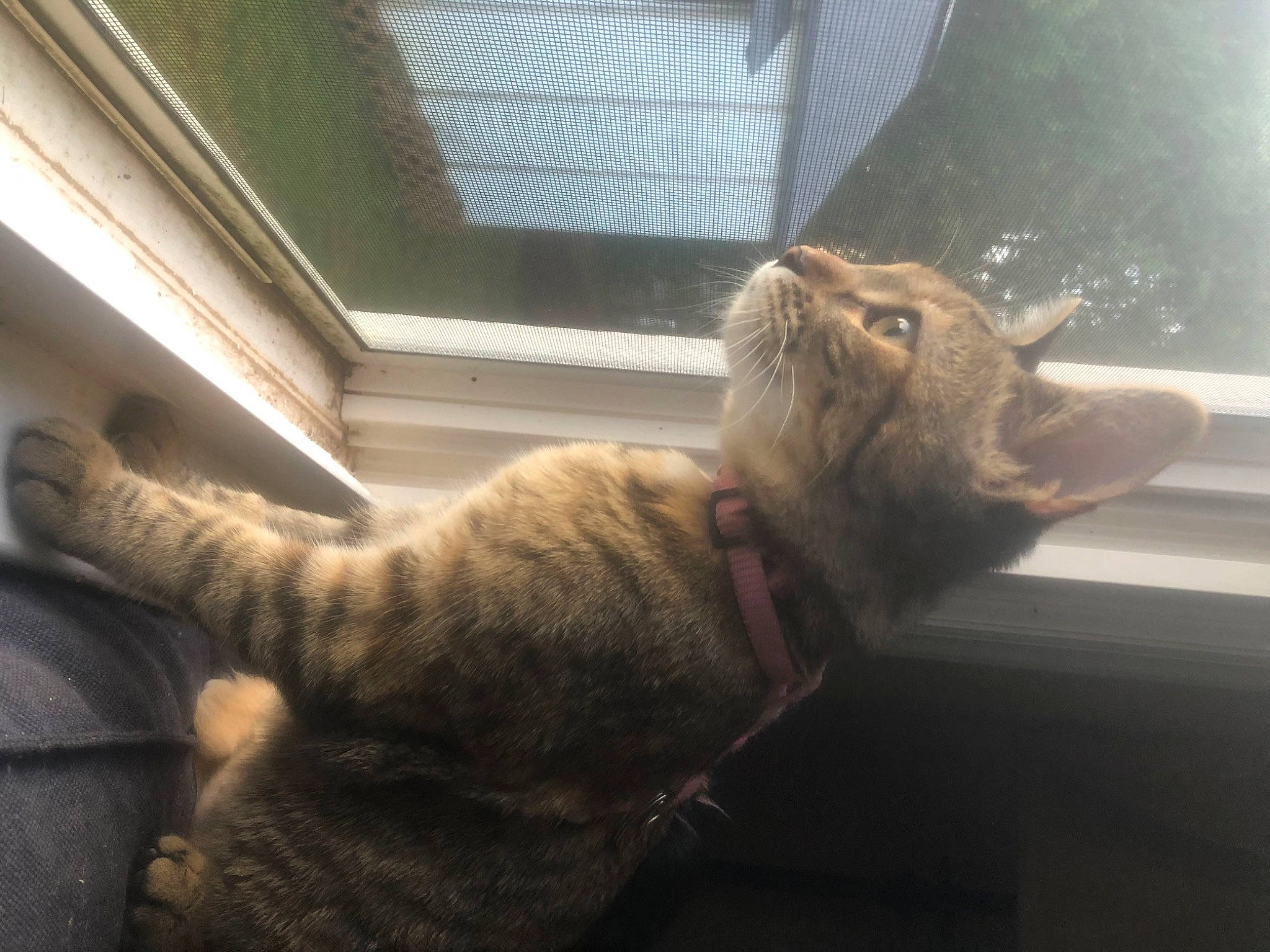 Harriet joined the competition — help win amazing prizes! asian, carnivore, cat, domestic_short_haired_cat, dragon_li, european_shorthair, fawn, felidae, fur, german_rex, ocicat, paw, small_to_medium_sized_cats, snout, tabby_cat, tail, whiskers