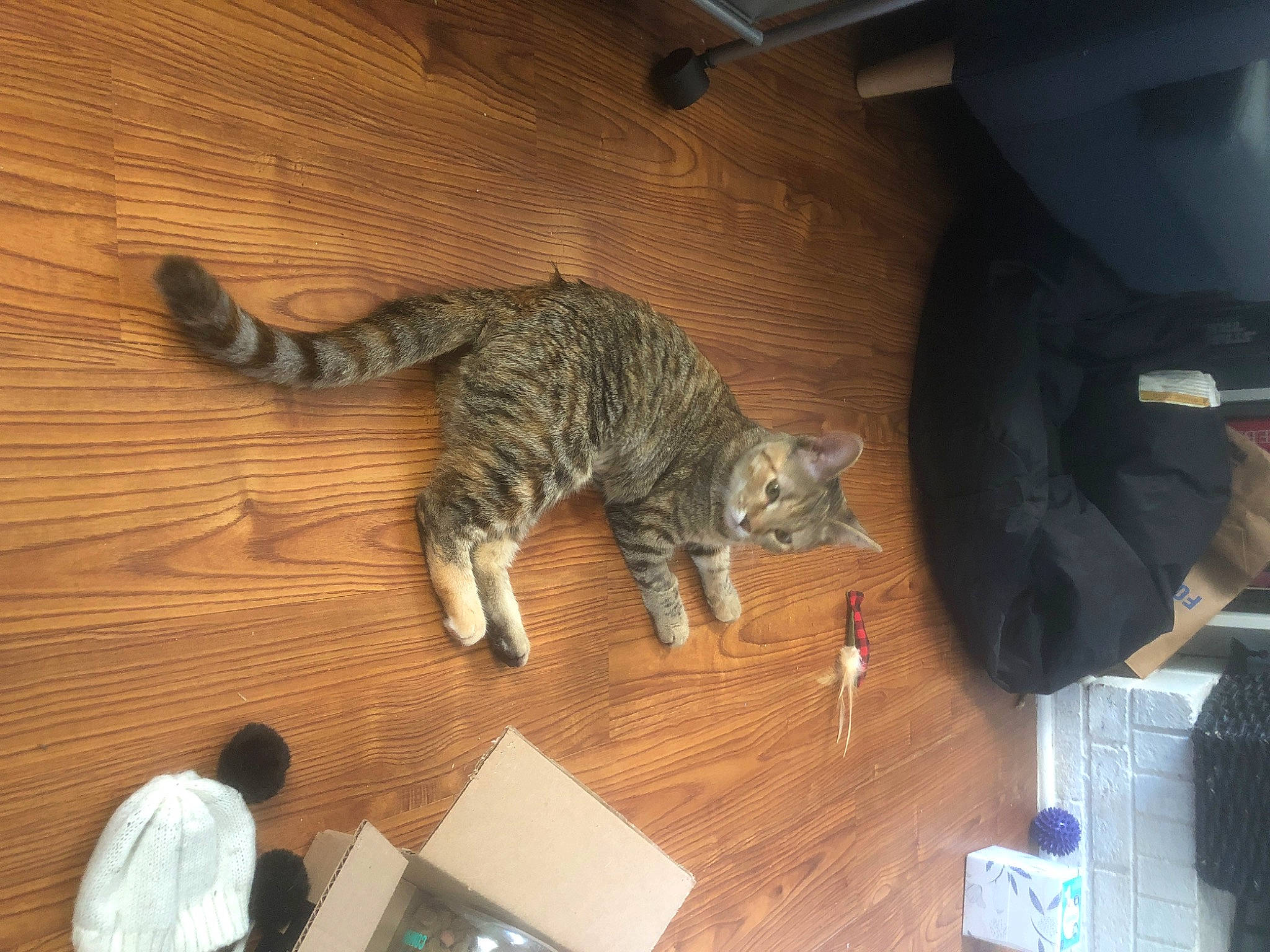 Harriet is registered to the contest to win money with this photo: california_spangled, carnivore, cat, domestic_short_haired_cat, dragon_li, european_shorthair, felidae, ocicat, paw, small_to_medium_sized_cats, tabby_cat, tail, whiskers, wood