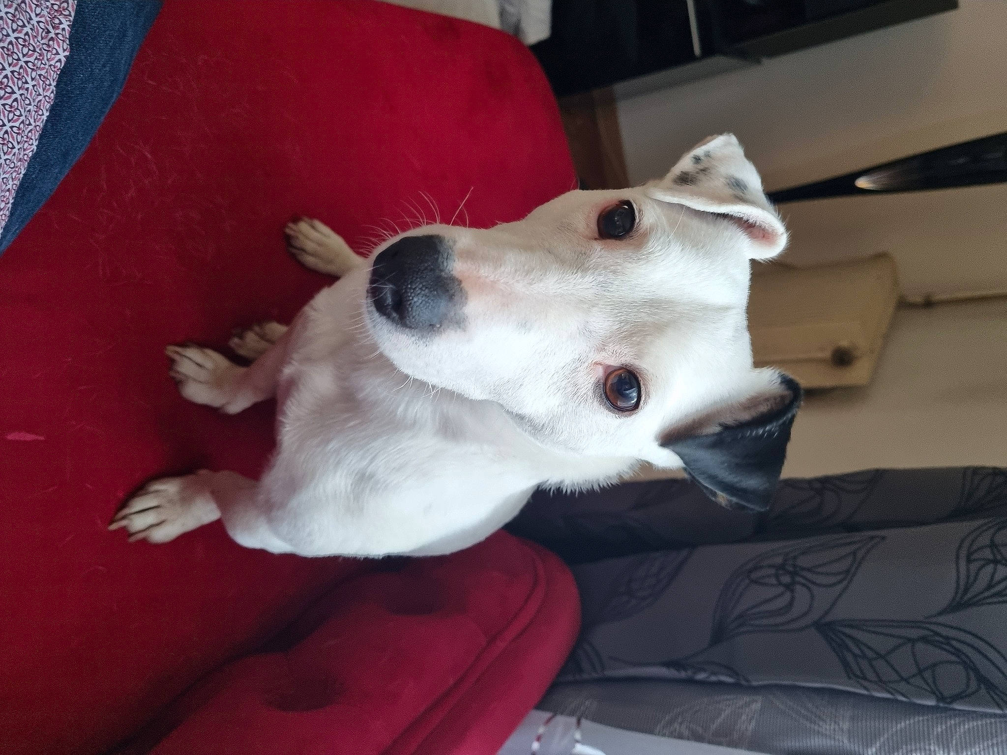 Dakot participe au concours pour gagner de l'argent avec cette photo : canidae, carmine, carnivore, collar, comfort, companion_dog, couch, dog, dog_breed, felidae, fur, non_sporting_group, paw, small_to_medium_sized_cats, sporting_group, whiskers, working_animal