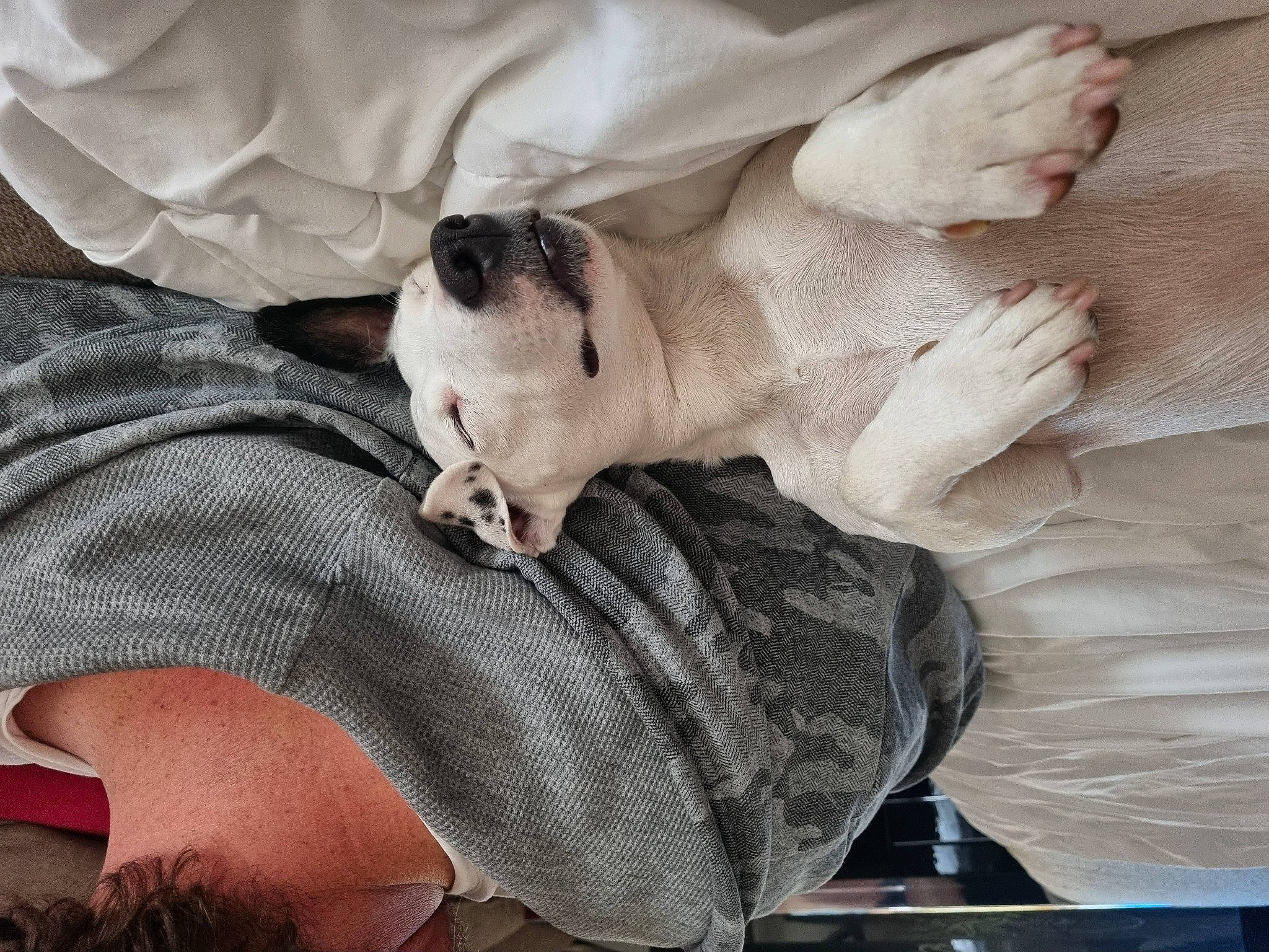 Dakot a rejoint le concours — aidez-le/la à gagner de superbes lots ! canidae, carnivore, comfort, companion_dog, dog, dog_breed, fawn, felidae, fur, grey, linens, nap, paw, small_to_medium_sized_cats, snout, sporting_group, tail, toy_dog, whiskers, white