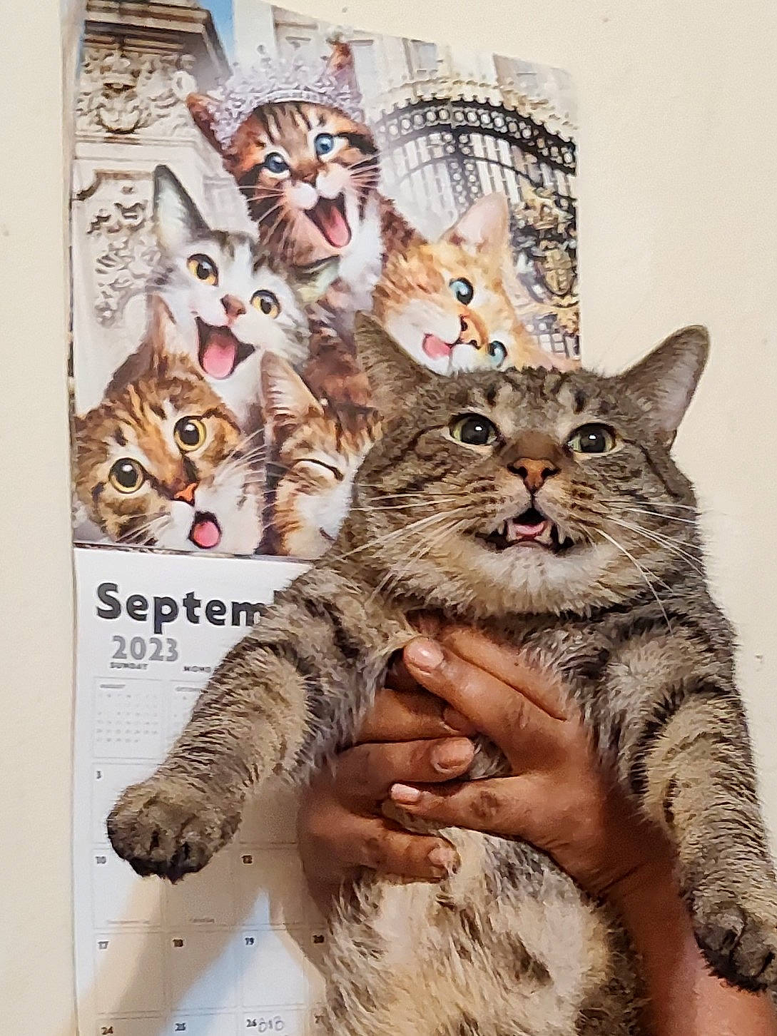 Harvey joined the competition — help win amazing prizes! art, carnivore, cat, claw, domestic_short_haired_cat, drawing, felidae, fur, illustration, organism, painting, pattern, paw, small_to_medium_sized_cats, snout, tail, terrestrial_animal, whiskers, wildlife, window