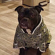 Venom joined the competition — help win amazing prizes! animal, black_dog, canine, clothing, cozy, cute, dog, domestic_animal, ears, hoodie, indoor, kitchen, looking, paws, pet, pet_clothing, puppy, sitting, snout, wooden_floor
