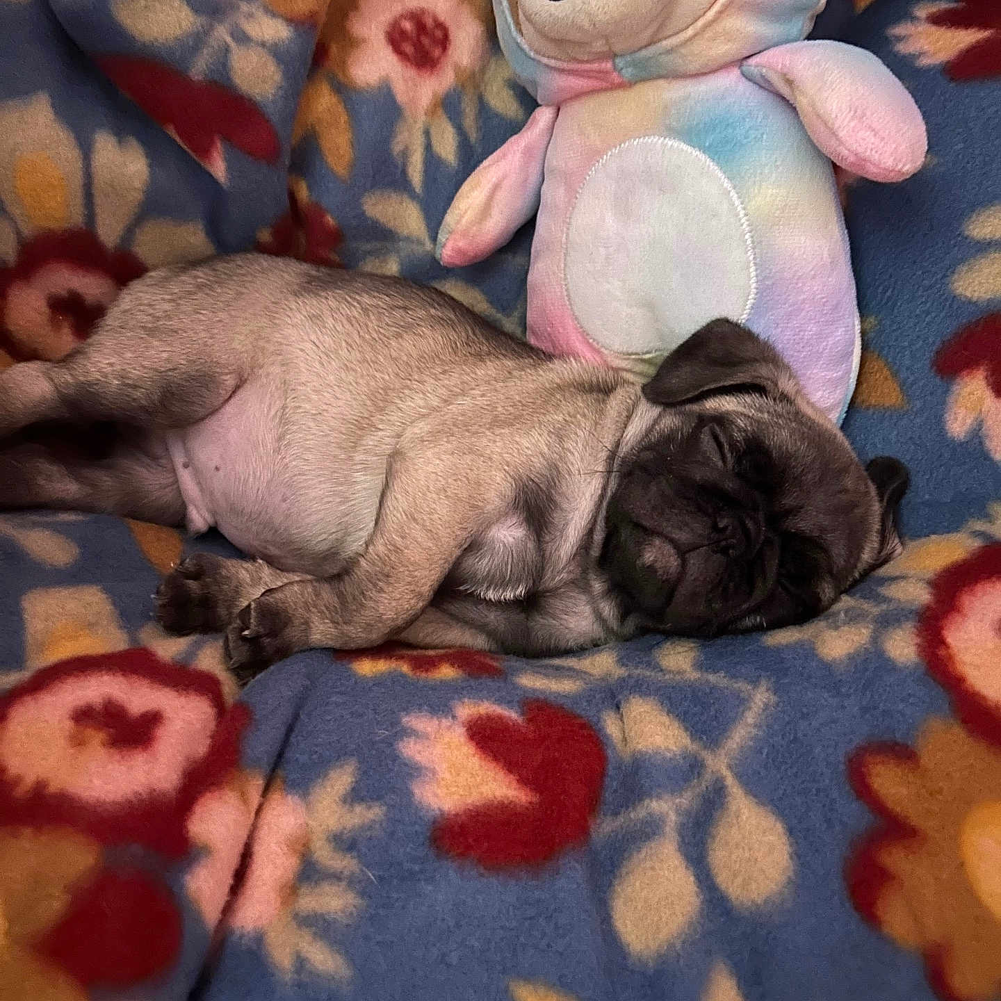 Grimsby is registered to the contest to win money with this photo: bedding, blanket, cozy, cute, dog, floral_pattern, fur, indoor, nap, paws, plush_toy, pug, puppy, resting, sleeping, small_pet, snout, soft_texture, stuffed_animal, toy