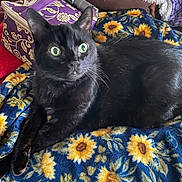 Thumper joined the competition — help win amazing prizes! black_cat, cat, pet, animal, feline, indoor, blanket, sunflower_pattern, cozy, fur, whiskers, green_eyes, relaxed, lying_down, purple_bag, red_blanket, curious, household, domestic_animal, soft_texture