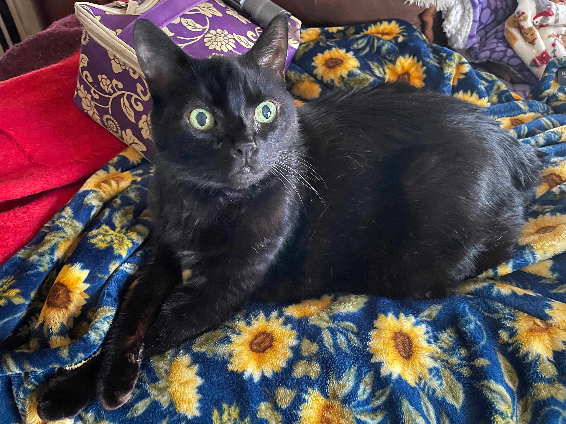 Thumper joined the competition — help win amazing prizes! black_cat, cat, pet, animal, feline, indoor, blanket, sunflower_pattern, cozy, fur, whiskers, green_eyes, relaxed, lying_down, purple_bag, red_blanket, curious, household, domestic_animal, soft_texture