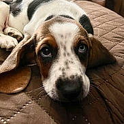 Missie is registered to the contest to win money with this photo: animal, basset_hound, black, brown, close_up, cute, dog, ears, eyes, face, fur, indoor, lying_down, nose, pet, puppy, quilted_blanket, sleepy, whiskers, white