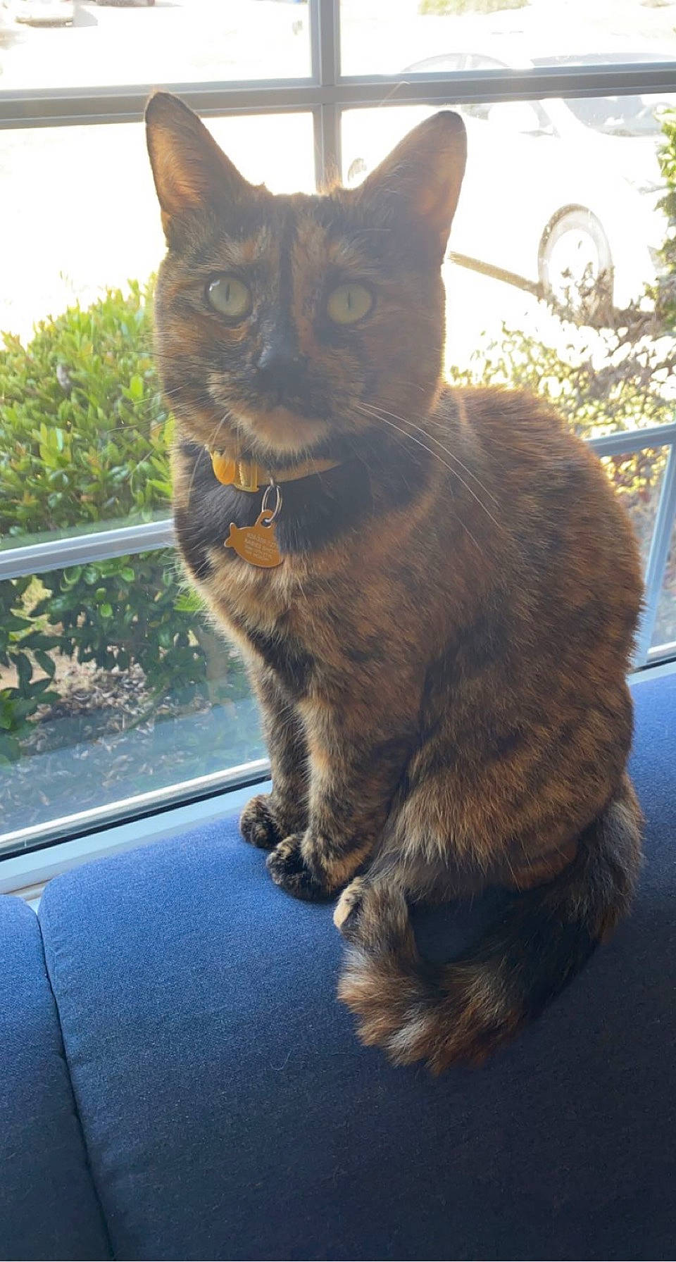 Honey joined the competition — help win amazing prizes! black_cat, carnivore, cat, domestic_short_haired_cat, eye, fawn, felidae, fur, grass, paw, plant, small_to_medium_sized_cats, snout, sunlight, tail, terrestrial_animal, tree, whiskers, window, windshield