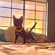 Kaliyah is registered to the contest to win money with this photo: kitten, cat, tabby, yellow_collar, bed, pillows, blanket, window, sunset, indoor, silhouette, pet, feline, curious, cozy, warm_light, animal, domestic, young, playful