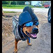 Buttercup is registered to the contest to win money with this photo: dog, helmet, sunglasses, outdoor, dirt, camouflage, pet, animal, canine, happy, tongue_out, mohawk, reflective, vehicle, shed, grass, tree, smiling, cool, accessory
