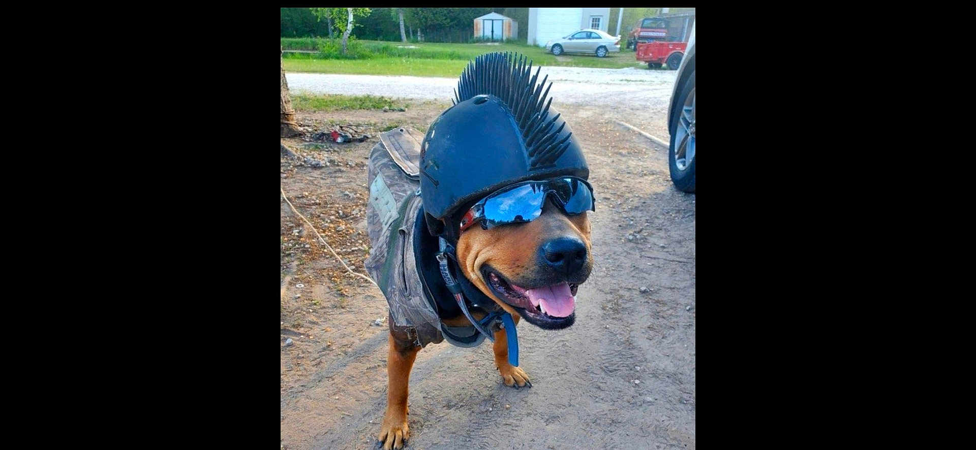 Buttercup is registered to the contest to win money with this photo: dog, helmet, sunglasses, outdoor, dirt, camouflage, pet, animal, canine, happy, tongue_out, mohawk, reflective, vehicle, shed, grass, tree, smiling, cool, accessory