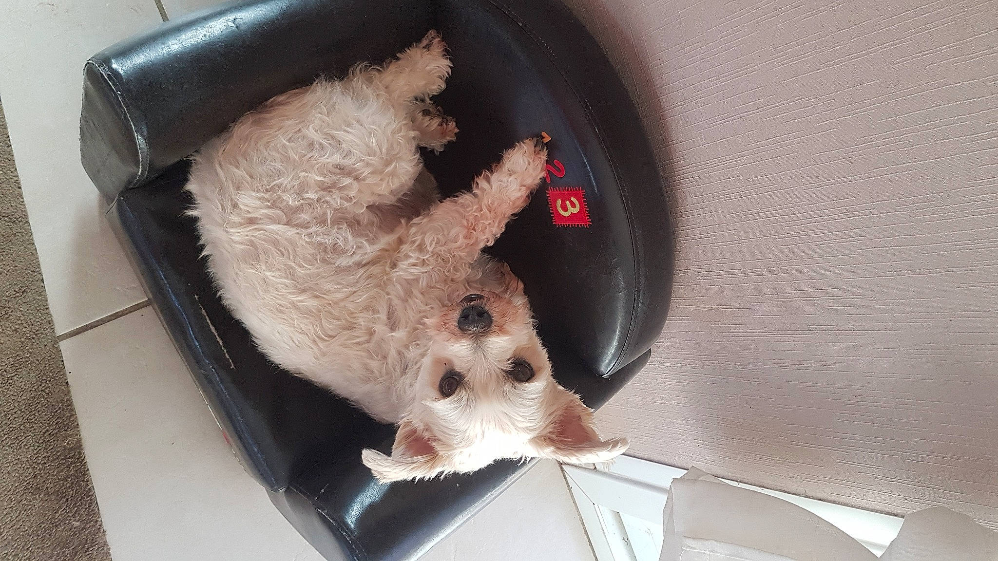 Grisou a rejoint le concours — aidez-le/la à gagner de superbes lots ! canidae, carnivore, comfort, companion_dog, dog, dog_breed, dog_supply, fawn, fur, home_appliance, mammal, pet_supply, small_terrier, snout, sporting_group, terrier, toy, toy_dog, whiskers, working_animal