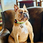 Ripp Hawes joined the competition — help win amazing prizes! dog, french_bulldog, pet, animal, sitting, chair, indoor, furniture, collar, tag, light, sunlight, brown, cute, portrait, looking_away, paw, ears, snout, relaxed