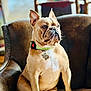 dog, french_bulldog, pet, animal, sitting, chair, indoor, furniture, collar, tag, light, sunlight, brown, cute, portrait, looking_away, paw, ears, snout, relaxed