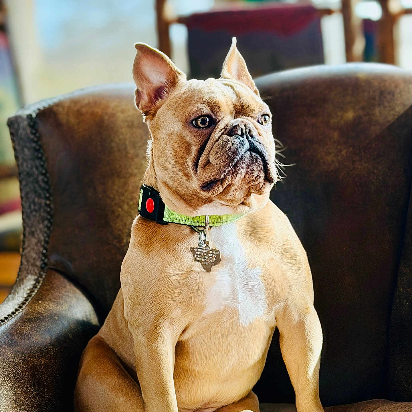 Ripp Hawes joined the competition — help win amazing prizes! animal, brown, chair, collar, cute, dog, ears, french_bulldog, furniture, indoor, light, looking_away, paw, pet, portrait, relaxed, sitting, snout, sunlight, tag
