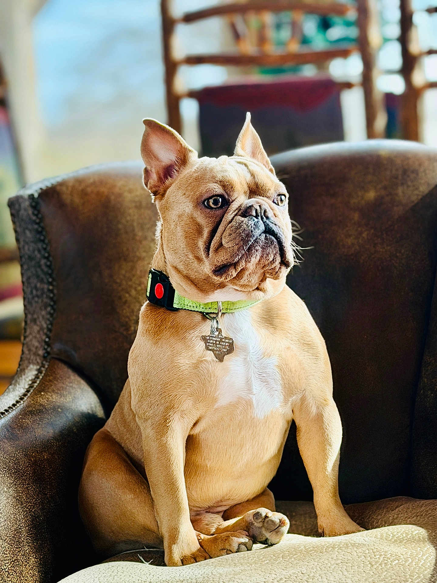 Ripp Hawes joined the competition — help win amazing prizes! dog, french_bulldog, pet, animal, sitting, chair, indoor, furniture, collar, tag, light, sunlight, brown, cute, portrait, looking_away, paw, ears, snout, relaxed