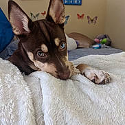 Cocoa is registered to the contest to win money with this photo: dog, puppy, blue_eyes, ears, blanket, bed, room, sign, wall_art, butterfly_decor, cozy, cute, pet, indoor, fur, paw, resting, snuggle, home, soft