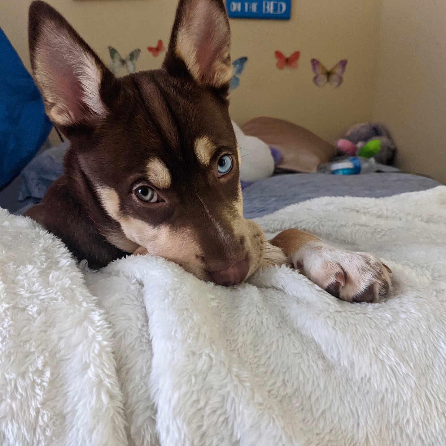Cocoa