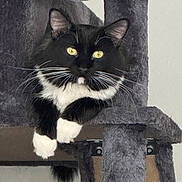 Spaulding is registered to the contest to win money with this photo: animal, cat, cat_tree, close_up, curious, cute, domestic_cat, feline, fur, gray_furniture, indoor, paw, pet, portrait, relaxed, resting, soft_texture, tuxedo_cat, whiskers, yellow_eyes