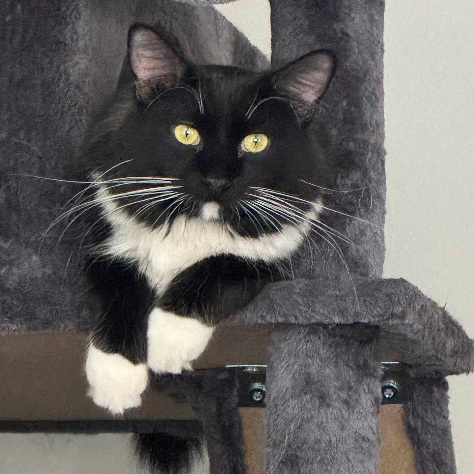 Spaulding is registered to the contest to win money with this photo: animal, cat, cat_tree, close_up, curious, cute, domestic_cat, feline, fur, gray_furniture, indoor, paw, pet, portrait, relaxed, resting, soft_texture, tuxedo_cat, whiskers, yellow_eyes