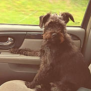 Jackson joined the competition — help win amazing prizes! dog, black_dog, car_interior, car_seat, door_handle, window, greenery, pet, fur, animal, domestic_animal, companion, canine, sitting, looking, curious, relaxed, vehicle, travel, indoor