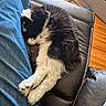 Frankie joined the competition — help win amazing prizes! cat, black_and_white, fluffy, long_hair, sleeping, relaxed, paws, whiskers, feline, pet, indoor, chair, leather, furniture, blue_fabric, wood_floor, cozy, resting, closeup, photography