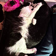 Frankie joined the competition — help win amazing prizes! cats, two_cats, black_and_white, cuddling, playing, wrestling, pets, animals, felines, indoor, couch, blanket, pink_pet_bed, cozy, closeup, fur, paws, whiskers, relaxed, cute