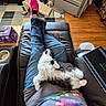 cat, black_and_white_cat, fluffy, fur, pet, animal, lounging, lying_down, belly_up, relaxed, indoor, living_room, leather_chair, person, legs, jeans, pink_slippers, tablet, home, cozy